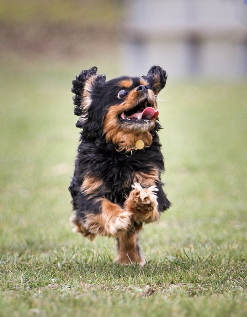 321 PICL8986 Moyenne